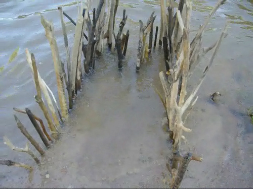 bushcraft-fish-trap