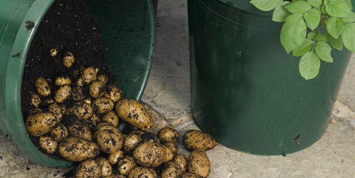 potatoes-grown-in-buckets1