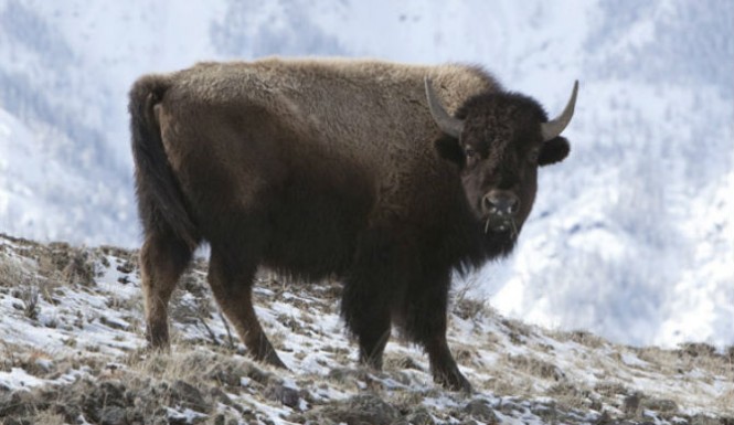 Yellowstone-Bison-Attacks-Girl-In-The-National-Park-Over-Photo-Op-665x385