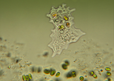 amoeba-380-05152012_1