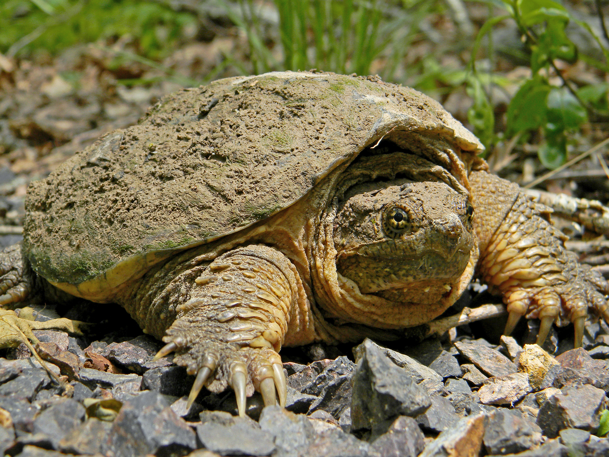 Simple Trapping Methods For Catching Turtles 101 Ways To Survive