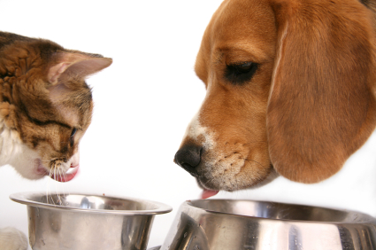 Dog-and-Cat-food
