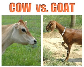 cow-vs-goat1