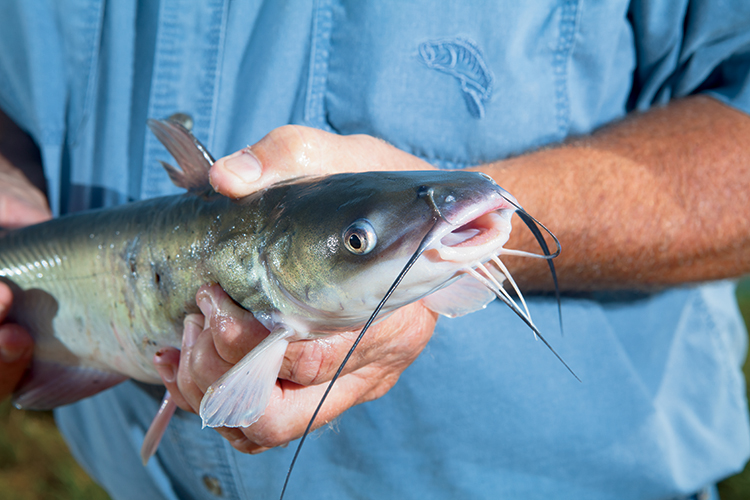 Catfish at the Catfish farm of Ben and Ed Pentacost in Doddsville, Mississippi, Sunflower County.