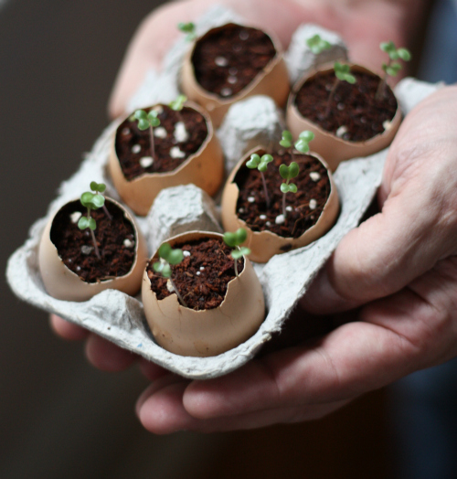 Eggshell planters seedlings